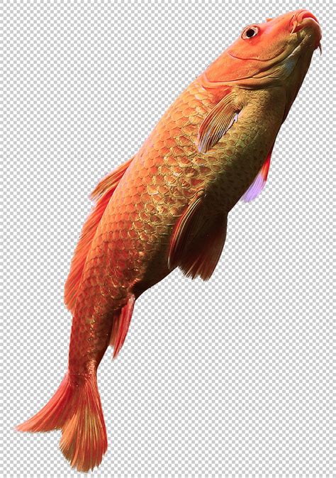 red carp fish